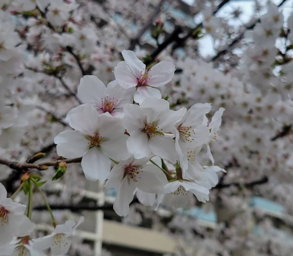 桜が満開の季節ですね🌸