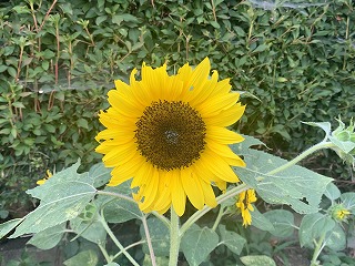 夏のご挨拶と住宅の現場